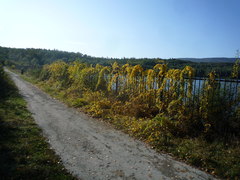 Celastrus strigillosus