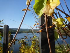 Celastrus strigillosus