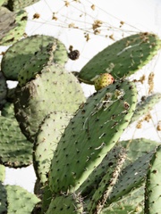 Opuntia hyptiacantha