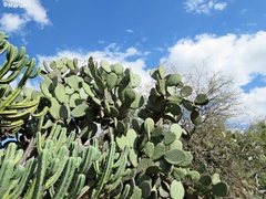 Opuntia hyptiacantha