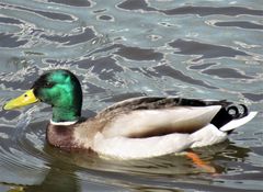 Anas platyrhynchos