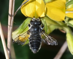 Litomegachile
