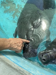 Trichechus inunguis