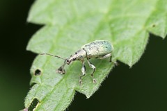 Phyllobius