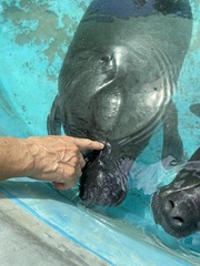 Trichechus inunguis