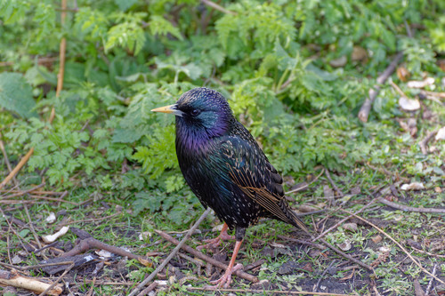 Estornino pinto (Sturnus vulgaris)