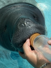 Trichechus inunguis