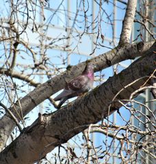 Columba livia