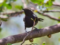 Formicivora melanogaster