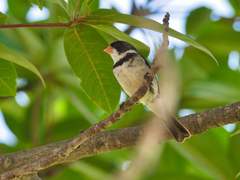 Sporophila albogularis