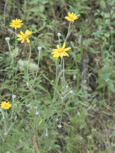 Eriophyllum lanatum var. grandiflorum