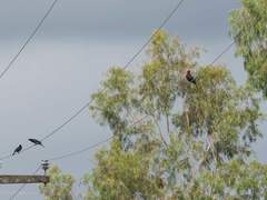 Compsothraupis loricata