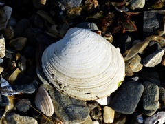 Retrotapes exalbidus