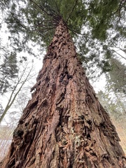 Sequoia sempervirens