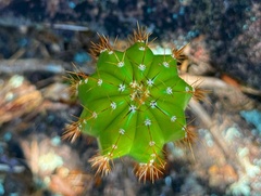 Coleocephalocereus fluminensis