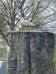 Larus argentatus