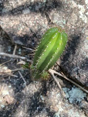 Coleocephalocereus fluminensis