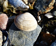 Retrotapes exalbidus