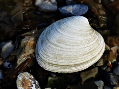 Retrotapes exalbidus