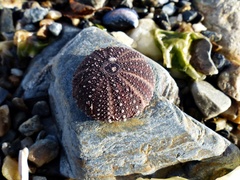 Pseudechinus magellanicus