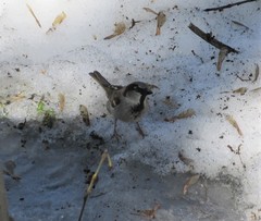 Passer domesticus