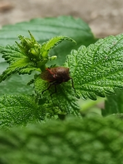 Metcalfiella