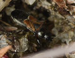 Macrodema microptera