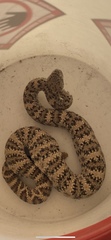 Crotalus mitchellii