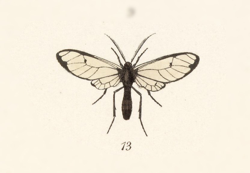 Argyroeides laurion
