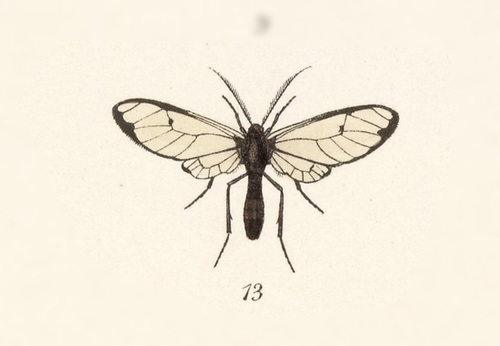 Argyroeides laurion