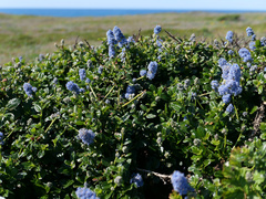 Ceanothus thyrsiflorus thyrsiflorus
