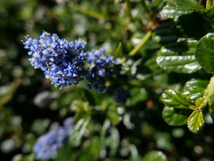 Ceanothus thyrsiflorus thyrsiflorus