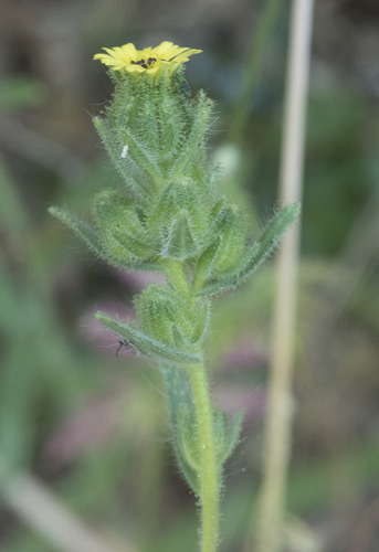 slender tarweed (Madia subspicata)