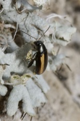 Phyllotreta vittula