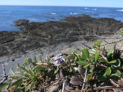 Ceanothus maritimus
