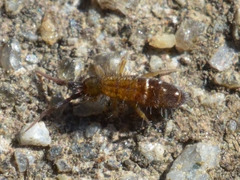 Orchesella bifasciata