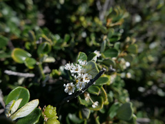 Ceanothus maritimus