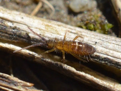 Orchesella bifasciata