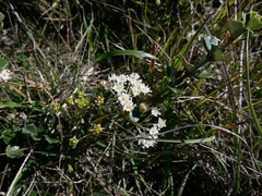 Ceanothus maritimus