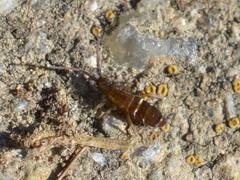 Orchesella bifasciata