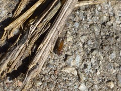 Orchesella bifasciata