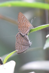 Poritia sumatrae