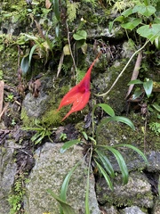Masdevallia veitchiana