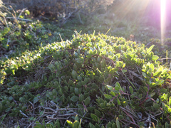 Arctostaphylos hookeri hearstiorum