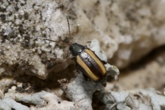 Phyllotreta vittula