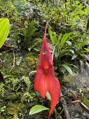 Masdevallia veitchiana