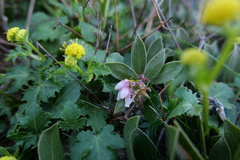 Arctostaphylos hookeri hearstiorum