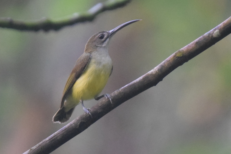 Little Spiderhunter