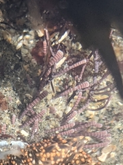 Lithothrix aspergillum