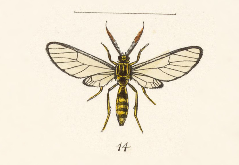 Argyroeides menephron